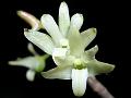 Herbaceous Dendrobium